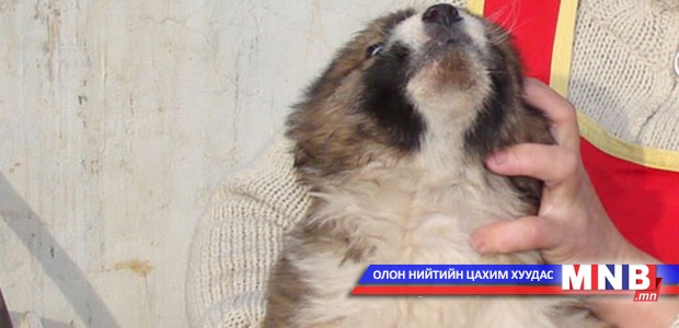 Мал, тэжээвэр амьтдын тооллого явуулна
