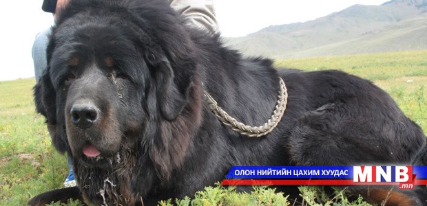 “Банхар...” өгүүлэмж