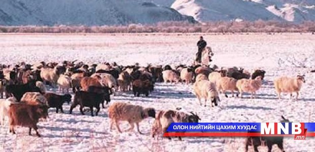 Улсын хэмжээнд 49.5 сая мал өвөлжинө