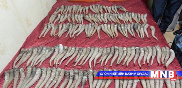 Соргог бөхөнгийн эвэртэй холбоотой хэргийг илрүүлжээ