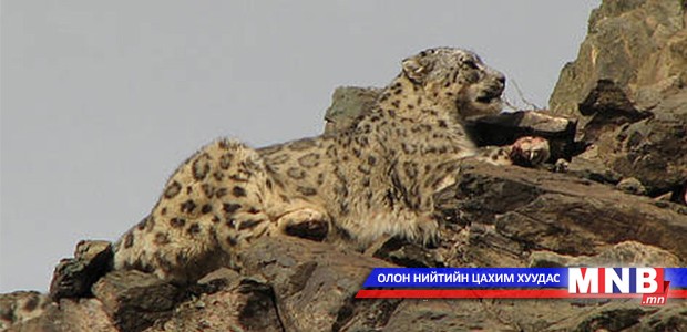 Ховордсон цоохор ирвэс Монгол Улсад 1200 орчим байна