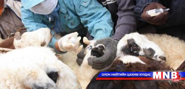 Төл малыг урьдчилан сэргийлэх вакцинжуулалтад хамруулж байна