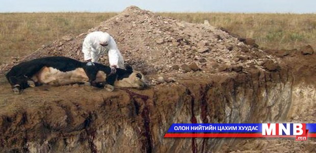 Боомоор өвчилсөн үхрийг устгалд оруулжээ