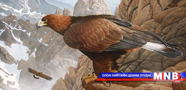 Амьтны ертөнц: Өвөлждөг шувууд...
