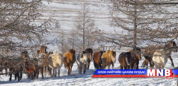 Дорнод аймагт малын хулгай буурчээ