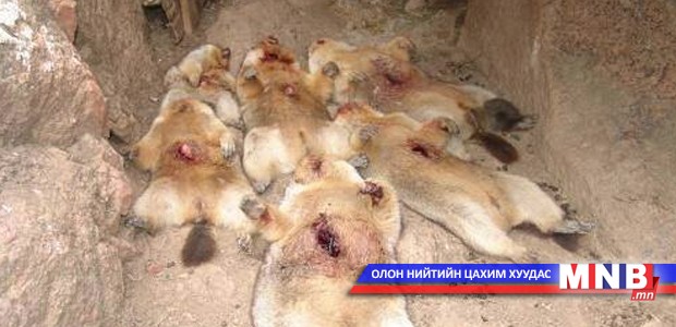 Их хэмжээний тарваганы мах тээвэрлэж байжээ