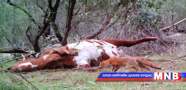 А.Нямдаваа: Галзуу гарсан нутагт хорио тогтоогоод байгаа