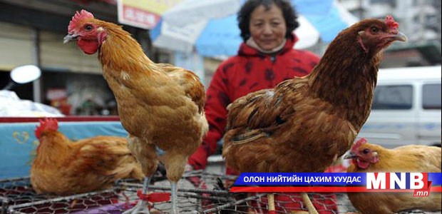 Хятадад шувууны ханиад гарсан уу