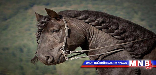 Морьдыг ч "гоёж" болно