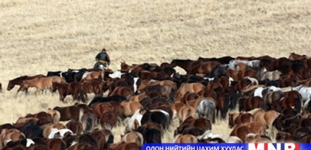 Энэ жил 80 сая толгой мал өвөлжинө