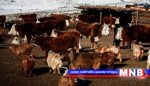 Мал тоолох уламжлалт аргыг сэргээнэ
