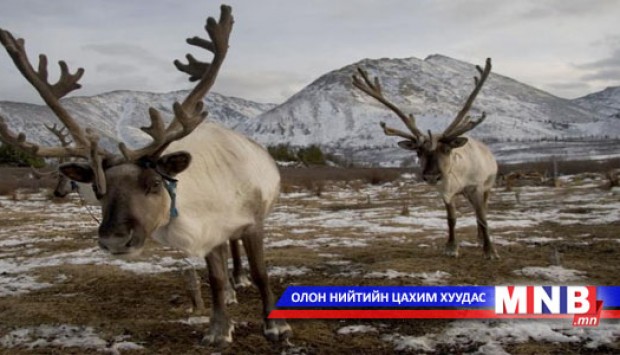 Цаатнууд алсын оторт гарлаа