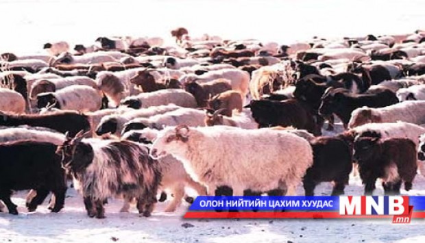 Баян-Өлгий аймагт мал тооллого эхэллээ