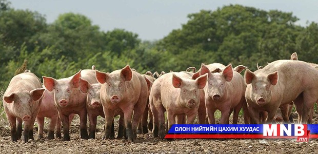 Өмнөд Солонгос улсад шүлхий өвчин бүртгэгдлээ