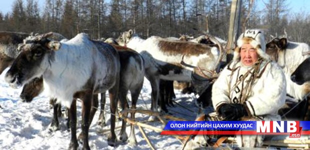 Цус сэлбэхээр 19 үржлийн цаа буга авчирчээ