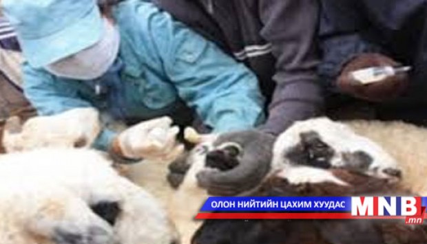 Өвөрхангай аймагт галзуугийн өвчлөл элбэг байна