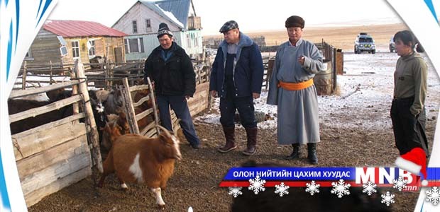 Нийслэлийн мал 385161 тоо толгойд хүрчээ