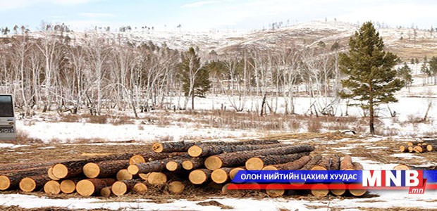 Төрийн өндөр албан тушаалтнууд хууль бусаар мод бэлтгэхэд тусалсан уу