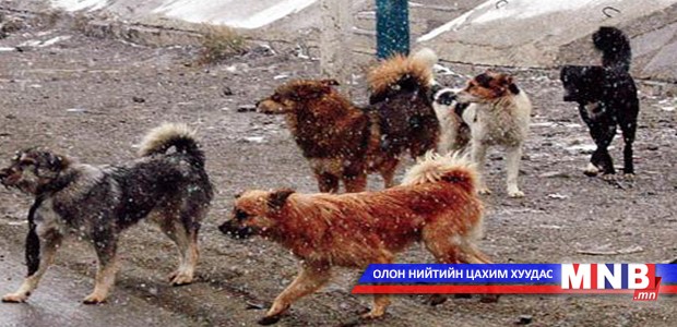 Хоёр айлын нохой галзуугаар өвчилжээ