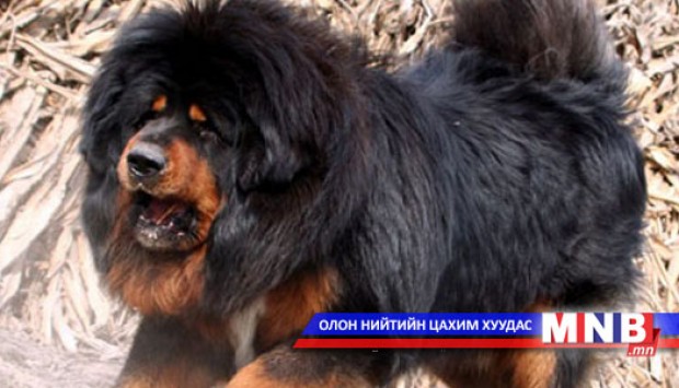 Монгол банхруудын цугларалт боллоо