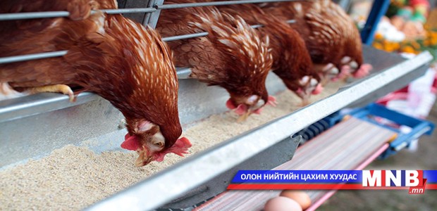 Томуугийн тархалтыг зогсоохын тулд 73 мянган тахиа устгахаар болжээ