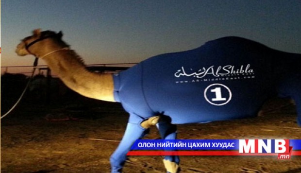 Арабад тэмээний "хувцас" үйлдвэрлэж эхэллээ