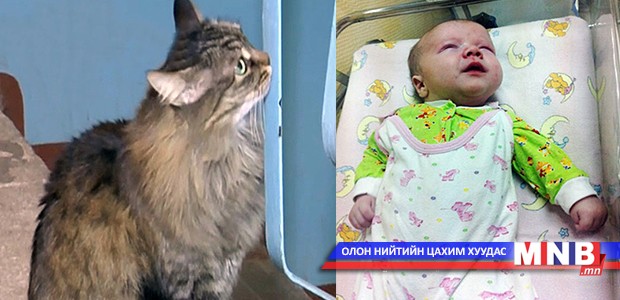 Гудамжинд орхисон хүүхдийг аварсан “Баатарлаг муур”