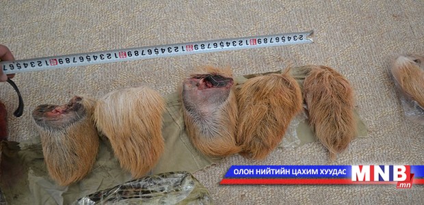 Амьтны эд эрхтэнг хууль бусаар хил гаргах гэж байжээ