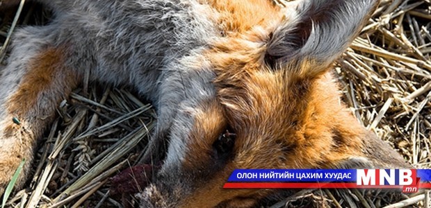 Гурван аймагт галзуу өвчний шинэ тохиолдол бүртгэгджээ