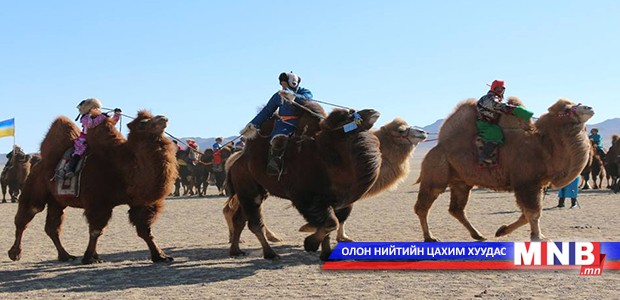 “Их говийн тэмээ-2015” өдөрлөг боллоо