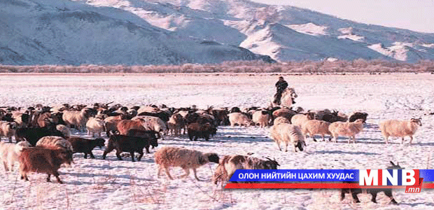 Сэлэнгэ аймагт гадны 17 сумын малчид өвөлжиж байна