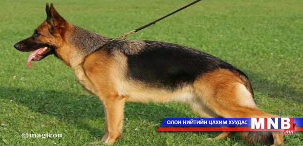Эрэлч нохой эзэнтэйгээ хамт хэрэг илрүүлжээ