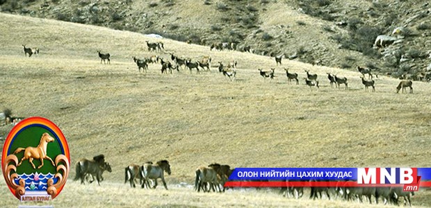 С.Даваасамбуу: Найман жил мянган мал тоолууллаа