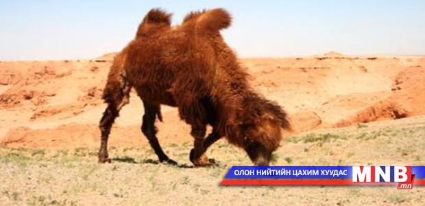 Говь-Алтай аймагт тэмээ галзуугаар өвчилжээ