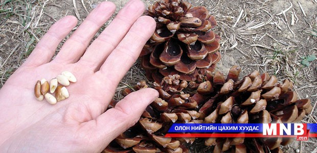 Татвараас зайлсхийж хүнсний бүтээгдэхүүн хил давуулах гэж байжээ