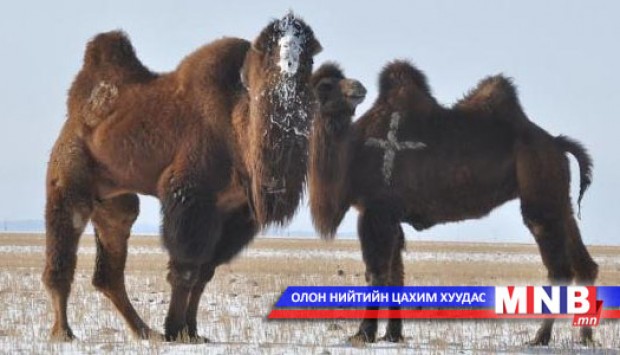 Тэмээ буйлна, тэмээ уйлна