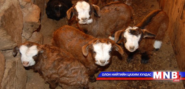 Алтан төлийн эзэн 2000 гаруй ишиг бойжуулжээ