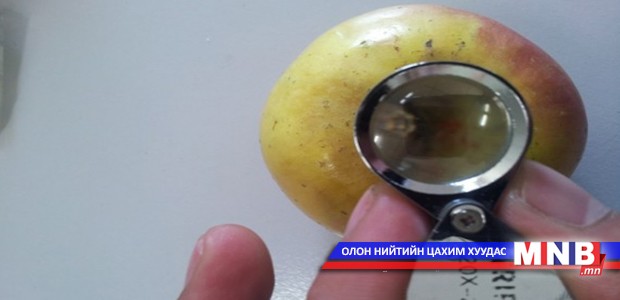 Алимнаас жимсний улаан хачиг илэрчээ