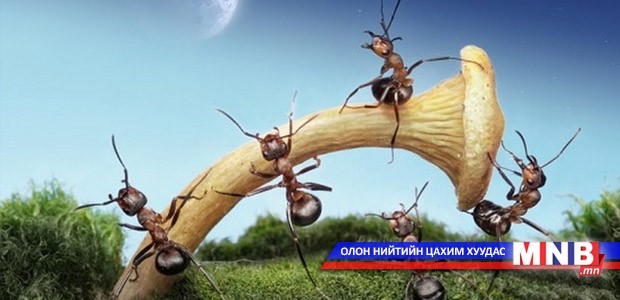 "Дуулгаваргүй шоргоолж" хүүхэлдэйн кино