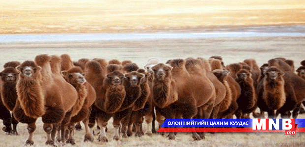 Тэмээ шүлхийгээр өвчилсөн анхны тохиолдол илэрлээ