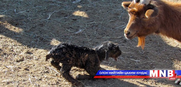 Дорнод аймагт мал төллөлт 0.8 хувьтай байна