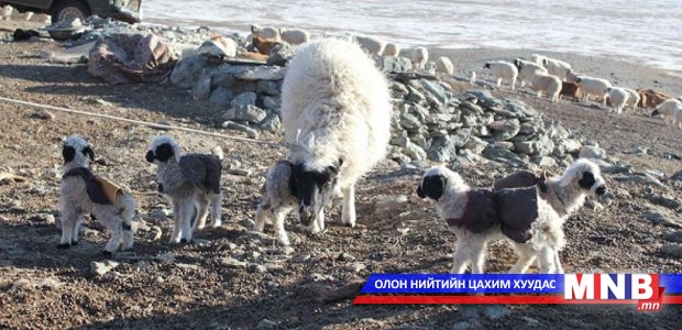 Малчны хотонд нялх төлийн дуу цангинаж эхэллээ