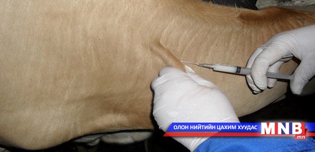 75 өрхийн 922 мал шүлхийгээр өвчилжээ