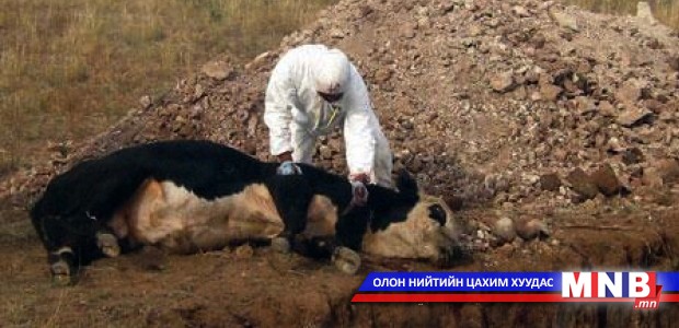 Мал, амьтныг гоц халдварт өвчнөөс урьдчилан сэргийлэх ажлыг эрчимжүүлнэ