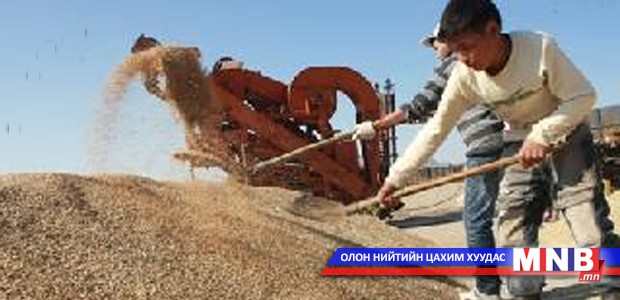 Тариаланчид өнөөдрийг хүртэл буудайныхаа мөнгийг авч чадахгүй байна