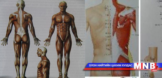 Булчингийн тухай ойлголт