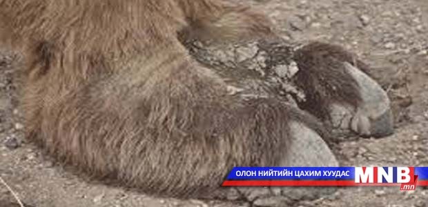 60 ширхэг тэмээний тавхай хууль бусаар хил нэвтрүүлэх гэж байжээ