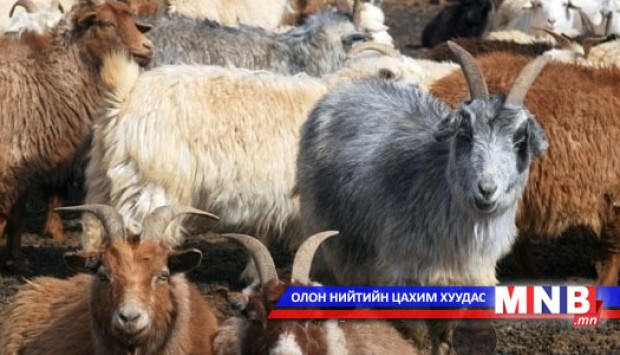 Мах, ноолуурын чиглэлийн ямааны үүлдэр гаргаж авчээ