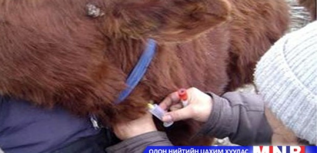 Шүлхий өвчнөөс урьдчилан сэргийлж байна