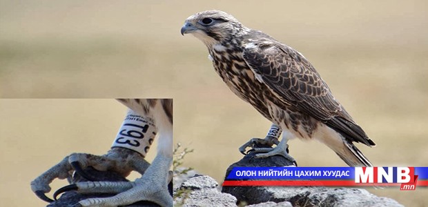 Идлэг шонхрыг хамгаалвал 64 тэрбум төгрөг хэмнэнэ
